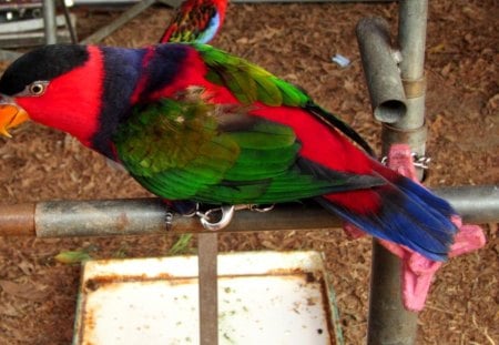 Colorful  parrot - cute, parrot, lovely, Colorful