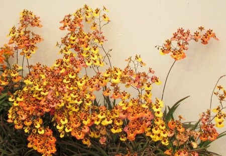 Lovely orchids - orchids, pretty, yellow, soft, delicate, orange, flowers, lovely