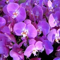 Pretty orchids