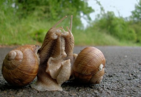 Two snails - shells, snails, two, plants