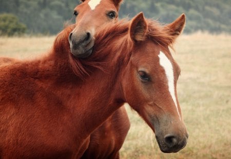 Two horses - horses, brown, two, animals