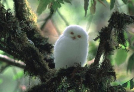 Lovely White Owl - owl, trees, white, animal, lovely