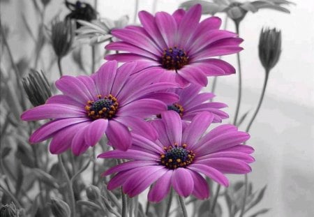 Purple Flowers - flowers, lovely, purple, nature