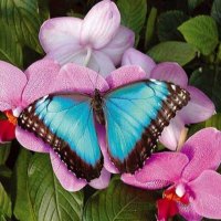 Butterfly on the Flowers