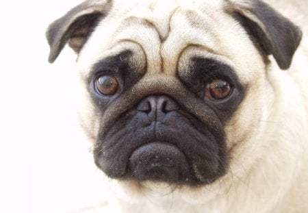 A NEW ADMINISTRATIOR MR PUGS - face, serious, adorable, cute