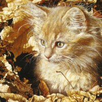 Kitten laying in leaves