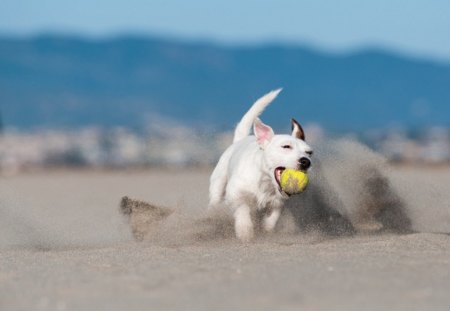 Dog - face, pretty, playful dog, cute, animals, beautiful, sweet, puppy, bubbles, playful, dogs, puppies, pay, lovely, dog face