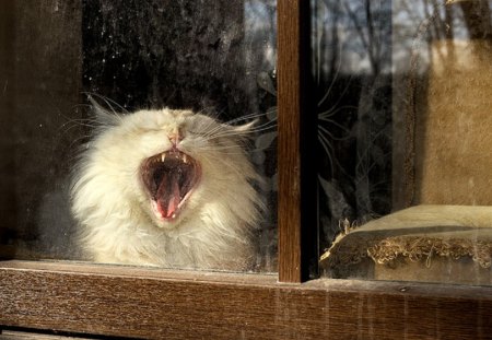 Cat - sleepy, cute, beautiful, cat, sleeping, kitty, cats, hat, cat face, paws, face, animals, pretty, beauty, sweet, kitten, lovely