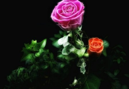 Roses - red, flower, roses, rose, pink, flowers, nature