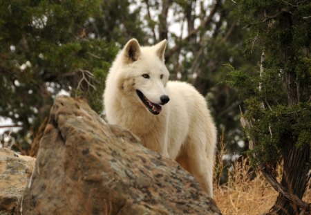 White Wolf - nature, predator, arctic, wolfpark