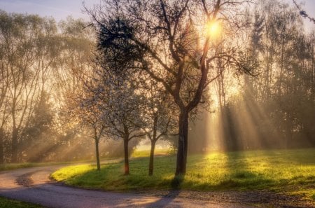 Morning Sunrays - sky, trees, sun, meadow, path