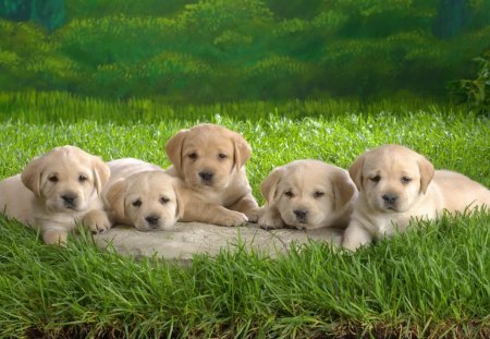 Dogs - pretty, pay, beautiful, dog face, puppies, lovely, playful dog, sweet, playful, dogs, bubbles, cute, face, puppy, animals