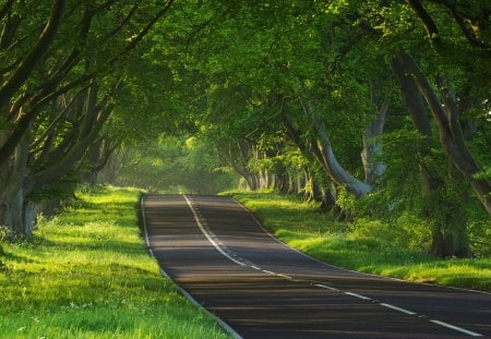 Road - photo, tree, nature, road