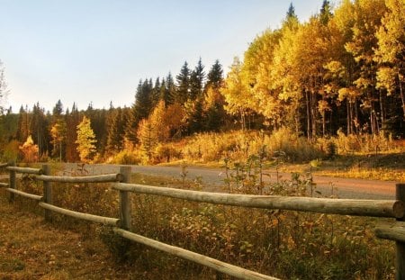 Nature - field, photo, Nature, tree