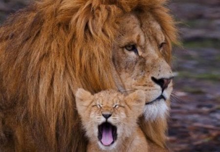 I want my Mom - male, cub, father, lion, africa