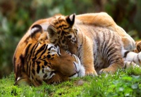 Precious moments - cub, affection, cats, family, mother, tiger