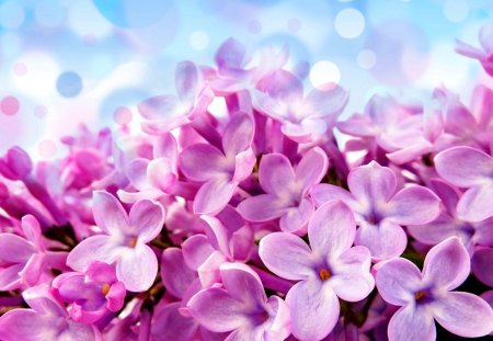 Spring dream - pretty, delicate, beautiful, lilac, spring, lovely, pink, dream, flowers, nature, violet, tender, nice, sky