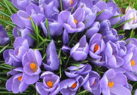 Spring beauty - pretty, delicate, beautiful, fragrance, grass, lovely, freshness, flowers, nature, crocuses, scent, violet, tender, nice