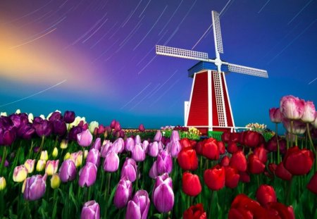 Star trails, windmill and tulips - nice, beauty, sky, colorful, tulips, field, meadow, amazing, pretty, evening, stars, mill, lovely, nature, star trails, beautiful, windmill