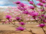 Cherry Blossoms