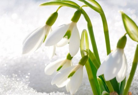 Beauty in the Snow - flowers, pretty, white, winter, green, snow, beauty