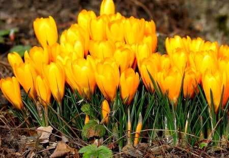 YELLOW CROCUSES - crocuses, flowers, yellow, petals