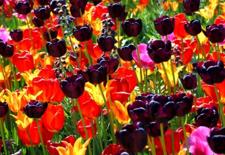 Beautiful Field of Color - colorful, tulips, field, spring, purple, pretty, yellow, pink, red, beautiful, orange, color, flowers, garden