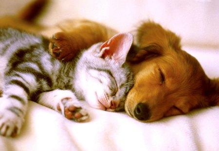 CUDDLY SLEEP - dog, friends, sleeping, cat