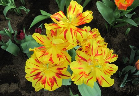 We Color the World in Spring 16 - yellow, photography, tulips, orange, green, flowers, garden