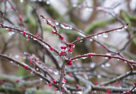 Ice covered Redbud's - outdoors, nature, redbud trees, photography