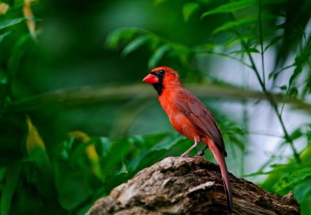 *** Cardinal *** - cardinal, animal, animals, birds