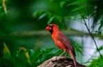 *** Cardinal ***