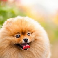 *** Pomeranian dog ***