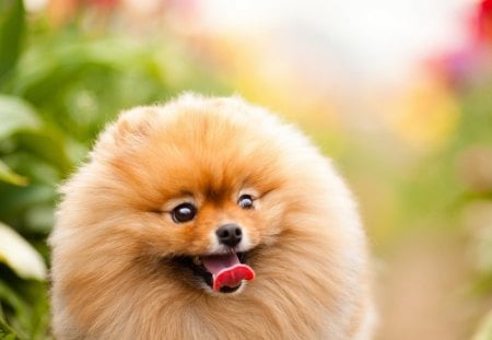 *** Pomeranian dog *** - animals, dog, animal, dogs, pomreranian