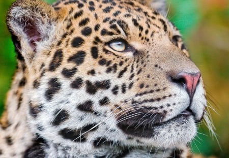 *** Jaguar *** - animal, animals, jaguar, cat, wild