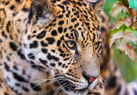 *** Jaguar *** - cat, wild, animals, cats, animal