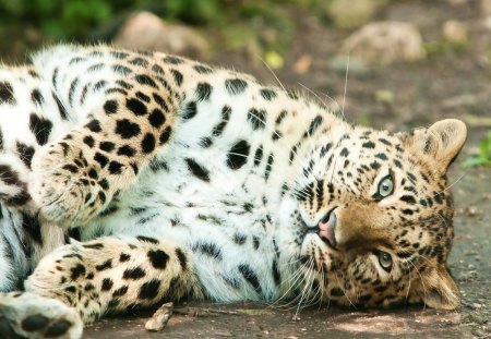 *** Leopard *** - cat, wild, animals, cats, animal