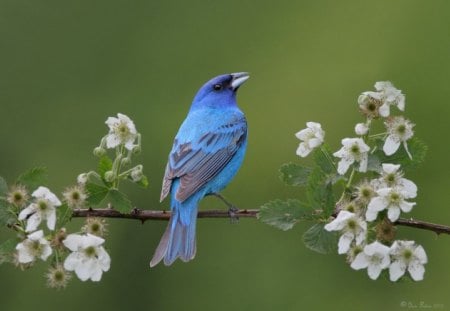 *** Cardinal indigo *** - blossoms, flower, limb, feathers, indigo, indigo ovsyankovy cardinal, white, cardinal, branch, birds, animal, animals, bird, blue, pasare, colors, green