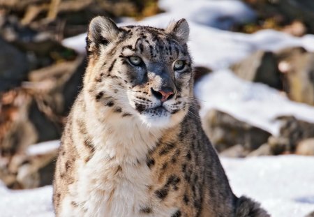 *** Snow leopard *** - leopard, cat, cats, wild, animals, smnow, animal