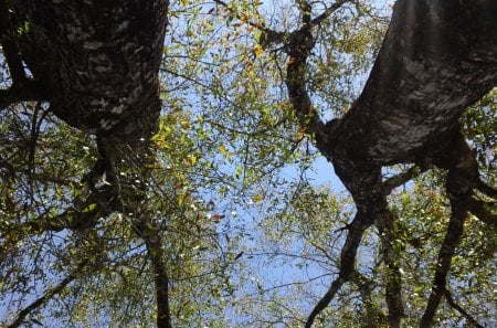 twin tree's - photo, sky, tree, nature