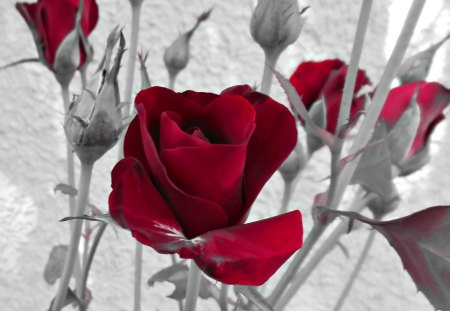 Red roses - nature, flowers, roses, red