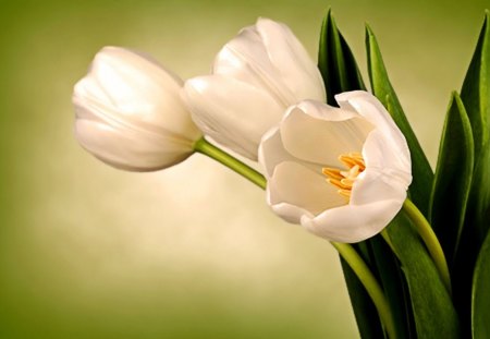 White Tulips - white, pure, love, leaves