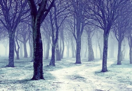 Snow Forest - Forest, Winter, Snow, Nature