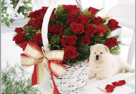 cute dog for gift - gif, rose, basket, dog