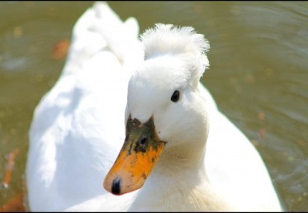 White duck - duck, wallpaper, desktop, bird