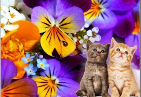 two cute cats - flowers, two, cute, cats