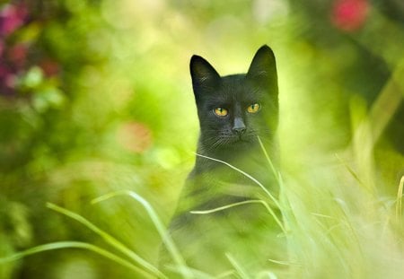 Cat - sleeping, beauty, cat face, hat, animals, sleepy, paws, face, pretty, cute, cat, kitty, lovely, kitten, cats, beautiful, sweet