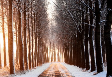 Sun Road - tree, nature, road, sun