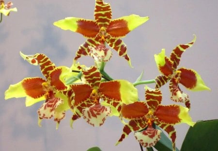 Lovely orchids - orchids, soft, delicate, lovely, brown, yellow, pretty, orange, flowers