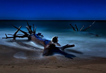 beached driftwood on a starry night - stars, beach, driftwood, night, sea